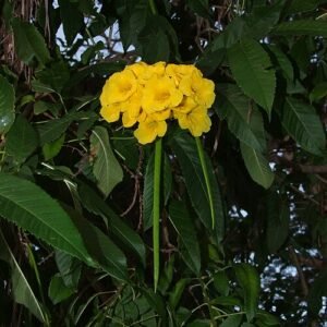 Bloeiende Tecoma castanifolia plant bij Tanga Beach, Tanzania.