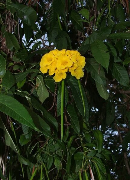 Bloeiende Tecoma castanifolia plant bij Tanga Beach, Tanzania.