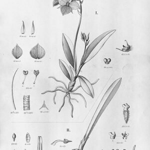 Saundersia orchidee met brede bladeren en bloeiende bloemtakken tegen groene achtergrond.