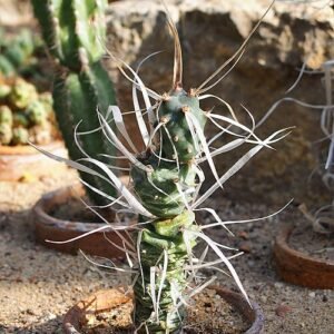 Tephrocactus articulatus cactusplant met groene stengels en kleine witte stekels in pot.