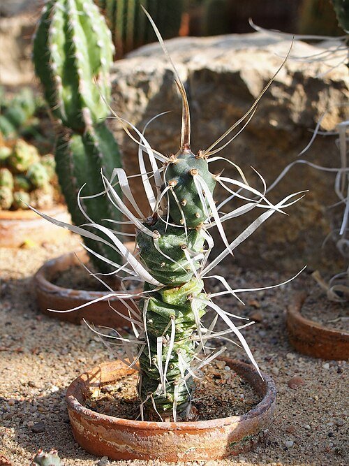 Tephrocactus articulatus cactusplant met groene stengels en kleine witte stekels in pot.