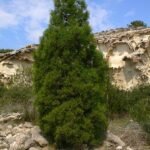 Tetraclinis boom met schilferige schors en groene naaldachtige bladeren.
