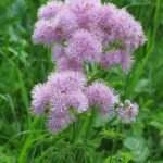 Thalictrum aquilegiifolium bloemen op kalkrijke grond in de winter.