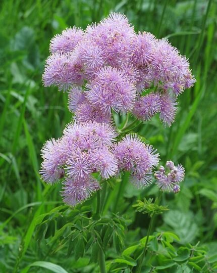 Thalictrum aquilegiifolium bloemen op kalkrijke grond in de winter.