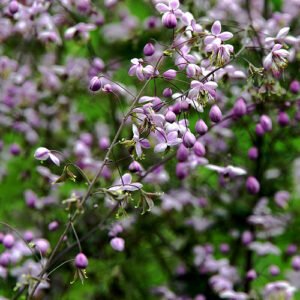Thalictrum delavayi bloemen in Praagse tuin.