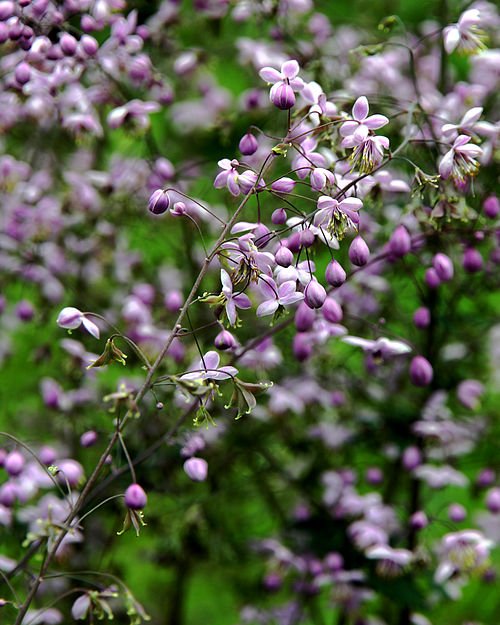 Thalictrum delavayi bloemen in Praagse tuin.
