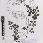 Purple Thalictrum rochebruneanum flowers in garden setting.