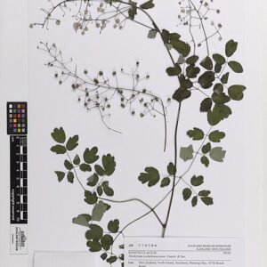 Purple Thalictrum rochebruneanum flowers in garden setting.