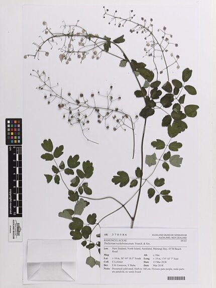 Purple Thalictrum rochebruneanum flowers in garden setting.