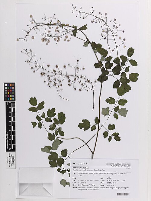 Purple Thalictrum rochebruneanum flowers in garden setting.