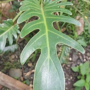 Thaumatophyllum xanadu plant with lush green leaves and elegant structure.