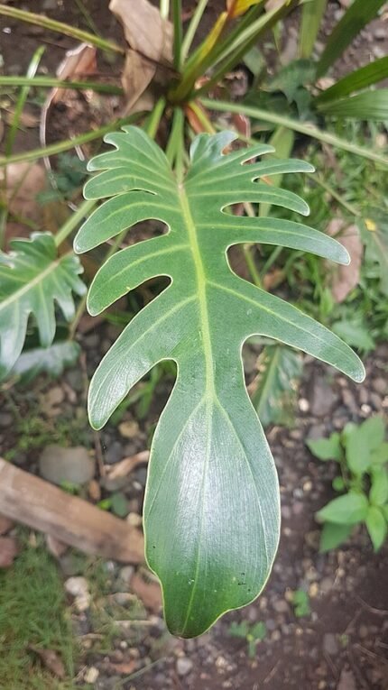 Thaumatophyllum xanadu plant with lush green leaves and elegant structure.