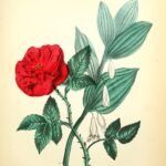 Rosa chinensis bloemen in roze en wit, flora illustratie uit 1855.