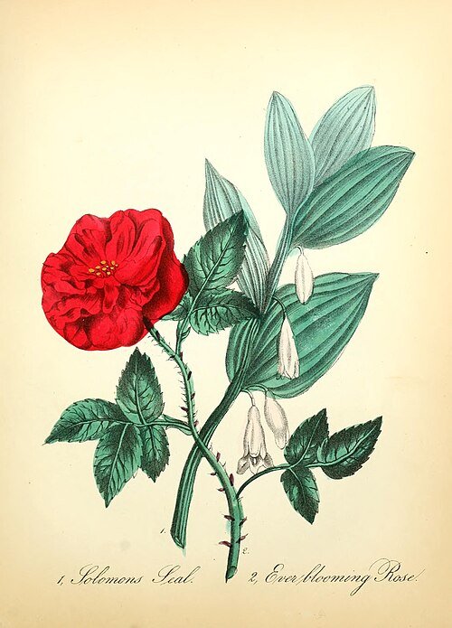 Rosa chinensis bloemen in roze en wit, flora illustratie uit 1855.