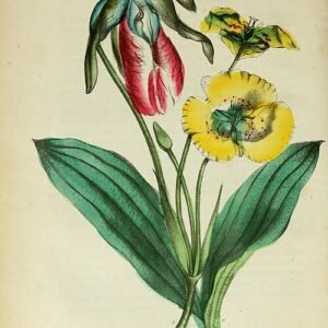 Bright yellow Calochortus luteus flower on botanical illustration.