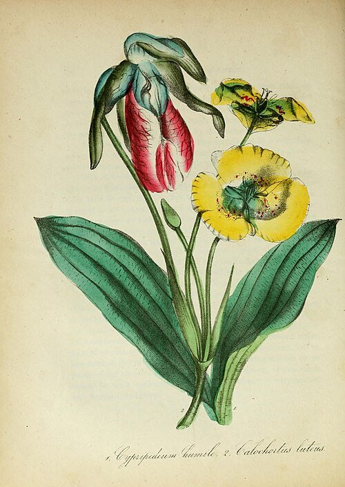 Bright yellow Calochortus luteus flower on botanical illustration.