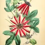 Rood bloeiende Passiflora kermesina op kleigrond in botanische illustratie uit 1855.