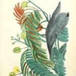 Bloeiende Vachellia nilotica tak met witte bloemen en fijne bladeren.