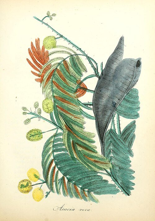 Bloeiende Vachellia nilotica tak met witte bloemen en fijne bladeren.