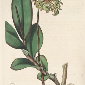 Botanische illustratie van Epidendrum anceps orchidee met groene bladeren en witte bloemen.