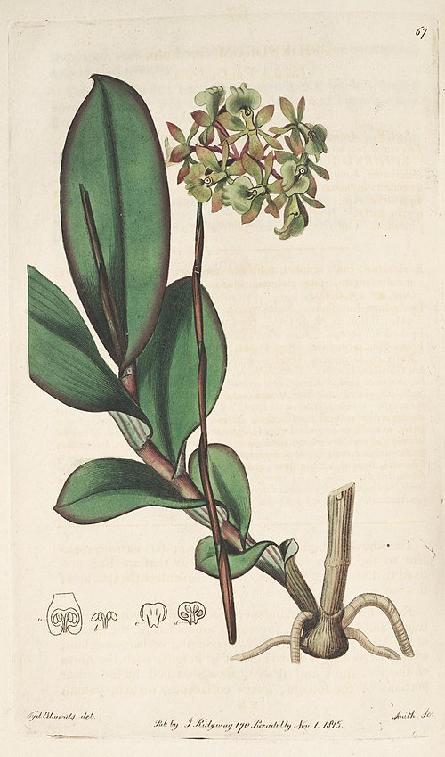 Botanische illustratie van Epidendrum anceps orchidee met groene bladeren en witte bloemen.