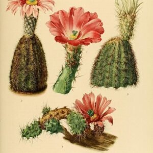 Bloeiende Echinocereus reichenbachii cactus met felroze bloemen op groene stengel.