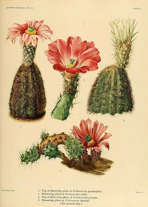 Bloeiende Echinocereus reichenbachii cactus met felroze bloemen op groene stengel.