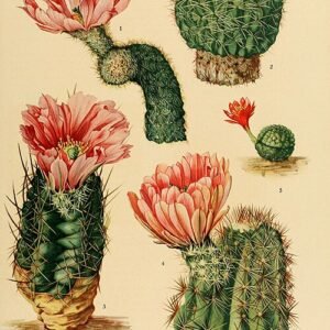 Echinocereus bristolii cactus met roze bloemen en stekelige stengels.