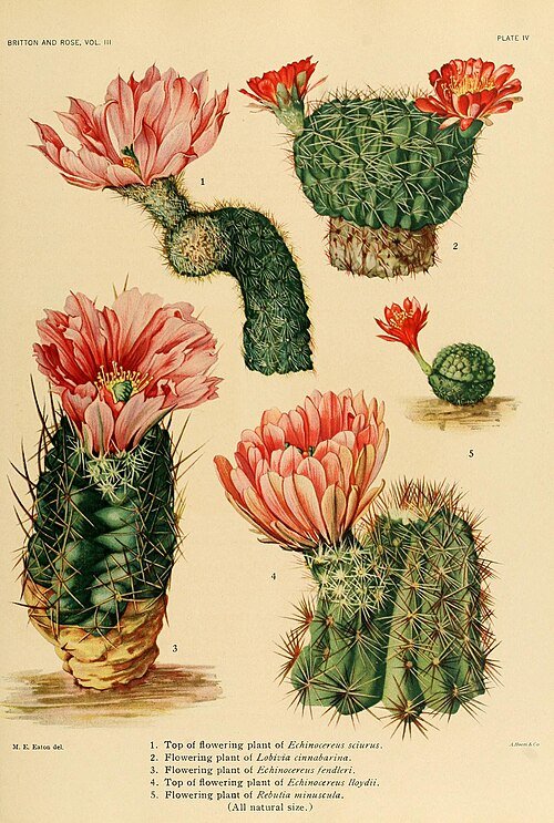 Echinocereus bristolii cactus met roze bloemen en stekelige stengels.