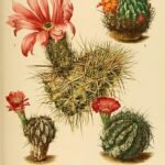 Lobivia maximiliana cactus met heldere roze bloemen en groene stelen.