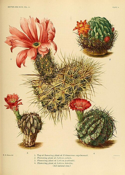 Lobivia maximiliana cactus met heldere roze bloemen en groene stelen.