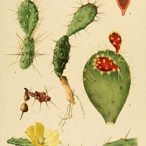 Opuntia triacantha cactus met levendige groene pads bedekt met scherpe stekels.