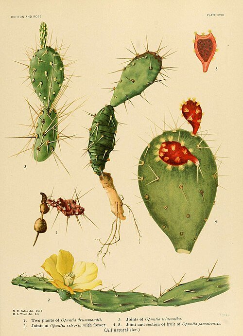 Opuntia triacantha cactus met levendige groene pads bedekt met scherpe stekels.