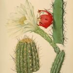 Harrisia fernowii cactus met groene stengels en witte bloemen.