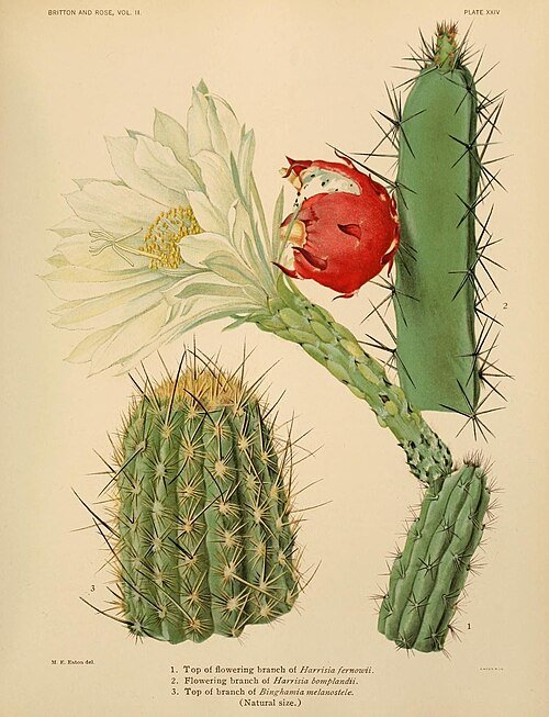 Harrisia fernowii cactus met groene stengels en witte bloemen.