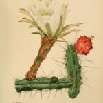 Harrisia tortuosa cactus met roze bloemen en groene stelen in botanische illustratie.