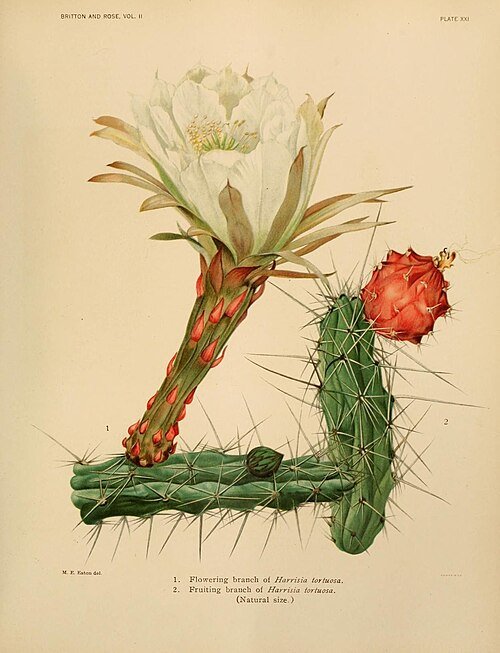 Harrisia tortuosa cactus met roze bloemen en groene stelen in botanische illustratie.