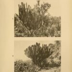 Myrtillocactus schenckii cactus plant met blauwgroene segmenten in botanische illustratiestijl.