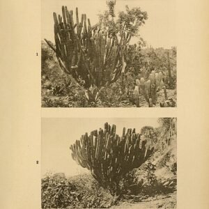 Myrtillocactus schenckii cactus plant met blauwgroene segmenten in botanische illustratiestijl.