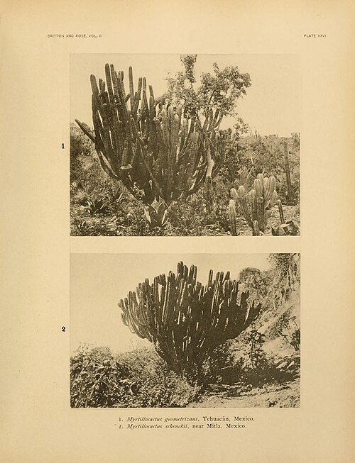 Myrtillocactus schenckii cactus plant met blauwgroene segmenten in botanische illustratiestijl.