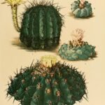 Echinopsis aurea cactus illustratieplaat met bloeiende details.