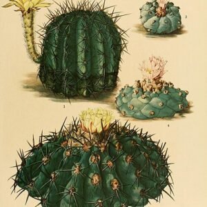 Echinopsis aurea cactus illustratieplaat met bloeiende details.