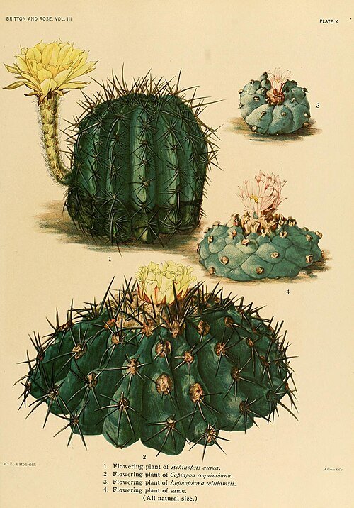Echinopsis aurea cactus illustratieplaat met bloeiende details.