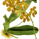 Hygrochilus orchidee met gele en rode accenten op groene bladachtergrond.