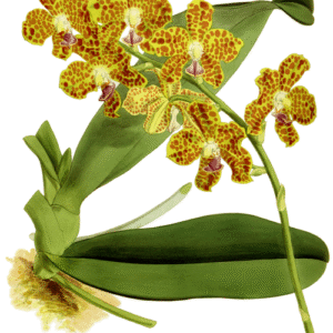 Hygrochilus orchidee met gele en rode accenten op groene bladachtergrond.