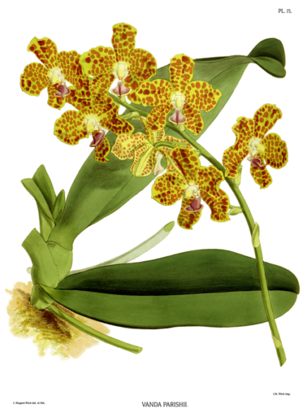Hygrochilus orchidee met gele en rode accenten op groene bladachtergrond.