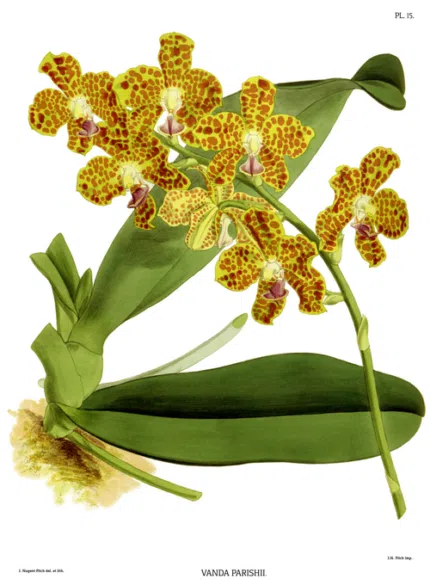 Hygrochilus orchidee met gele en rode accenten op groene bladachtergrond.