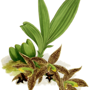 Paphinia orchidee met paarse en witte bloembladen en groene bladeren.