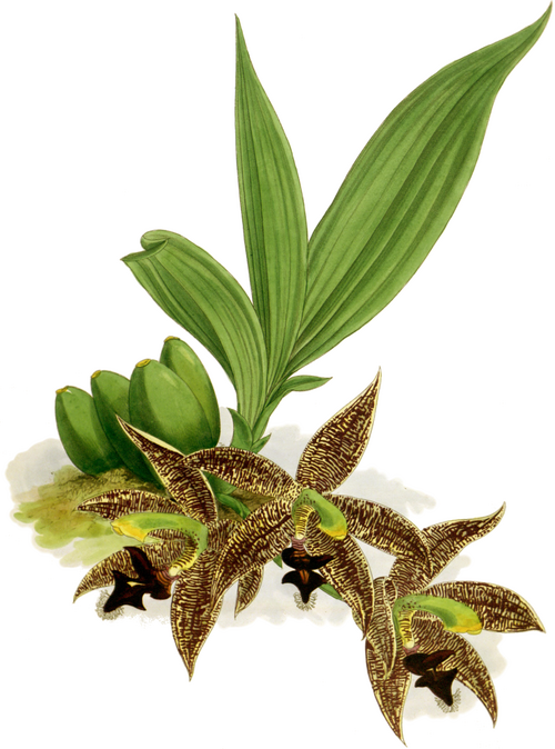 Paphinia orchidee met paarse en witte bloembladen en groene bladeren.