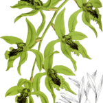 Witte Coelogyne pandurata orchidee bloem op donkere achtergrond.